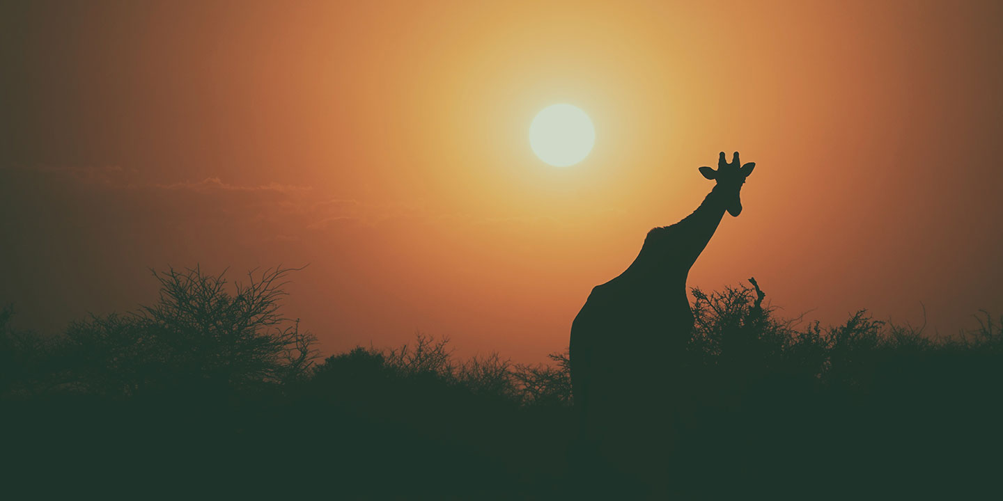 kenya contact giraffe sunset