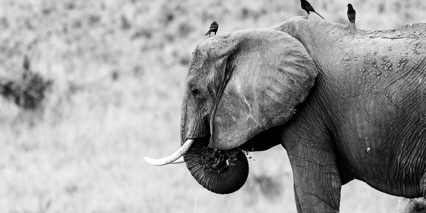 sale big african elephant